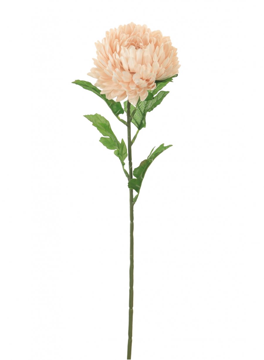 Single Chrysanthemum