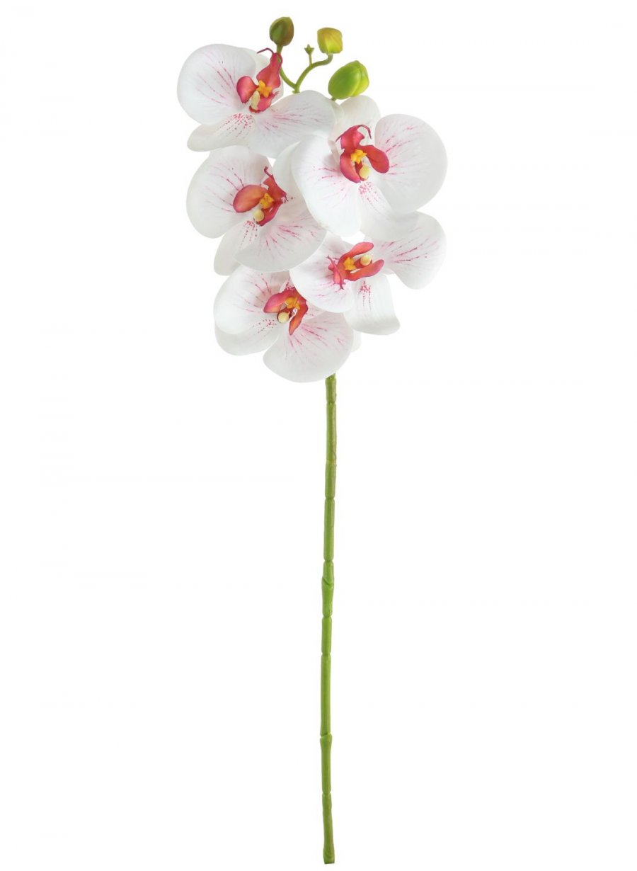 Single 5 Head Phalaenopsis Orchid Stem - 10 Colours Available