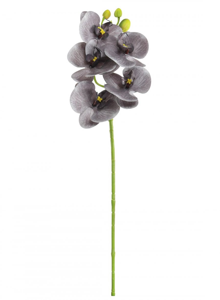 Single 5 Head Phalaenopsis Orchid Stem - 10 Colours Available