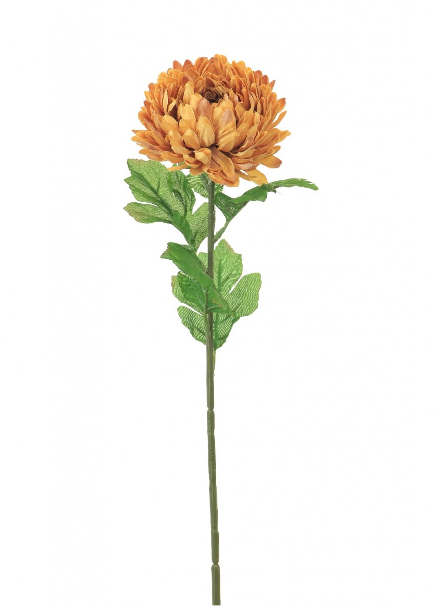 Single Chrysanthemum