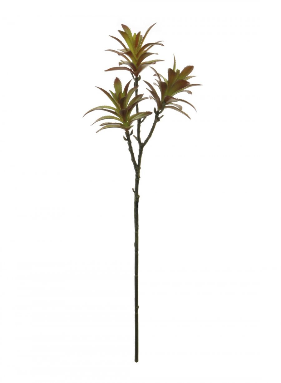 Madagascar Palm Succulent 