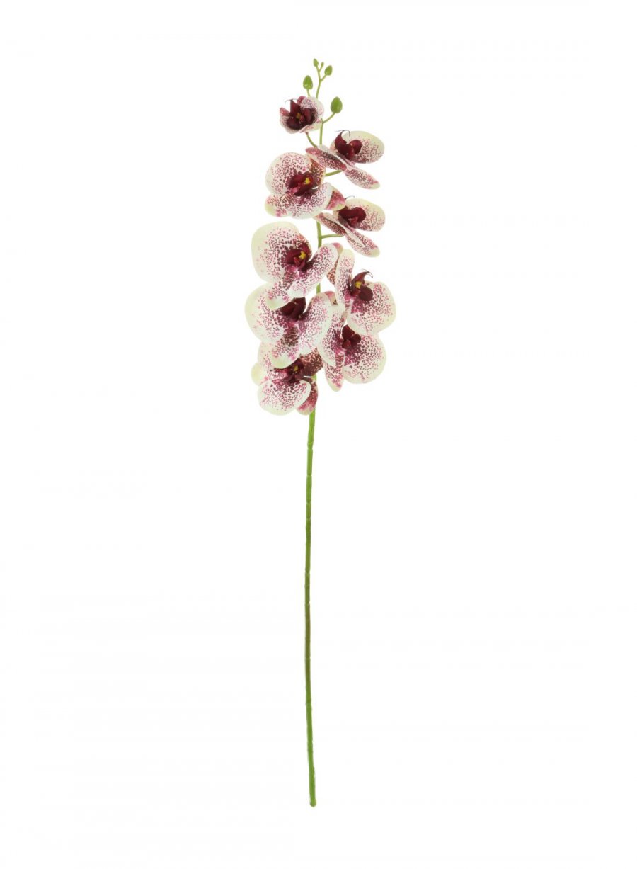 Phalaenopsis Orchid (9 Flower Heads)