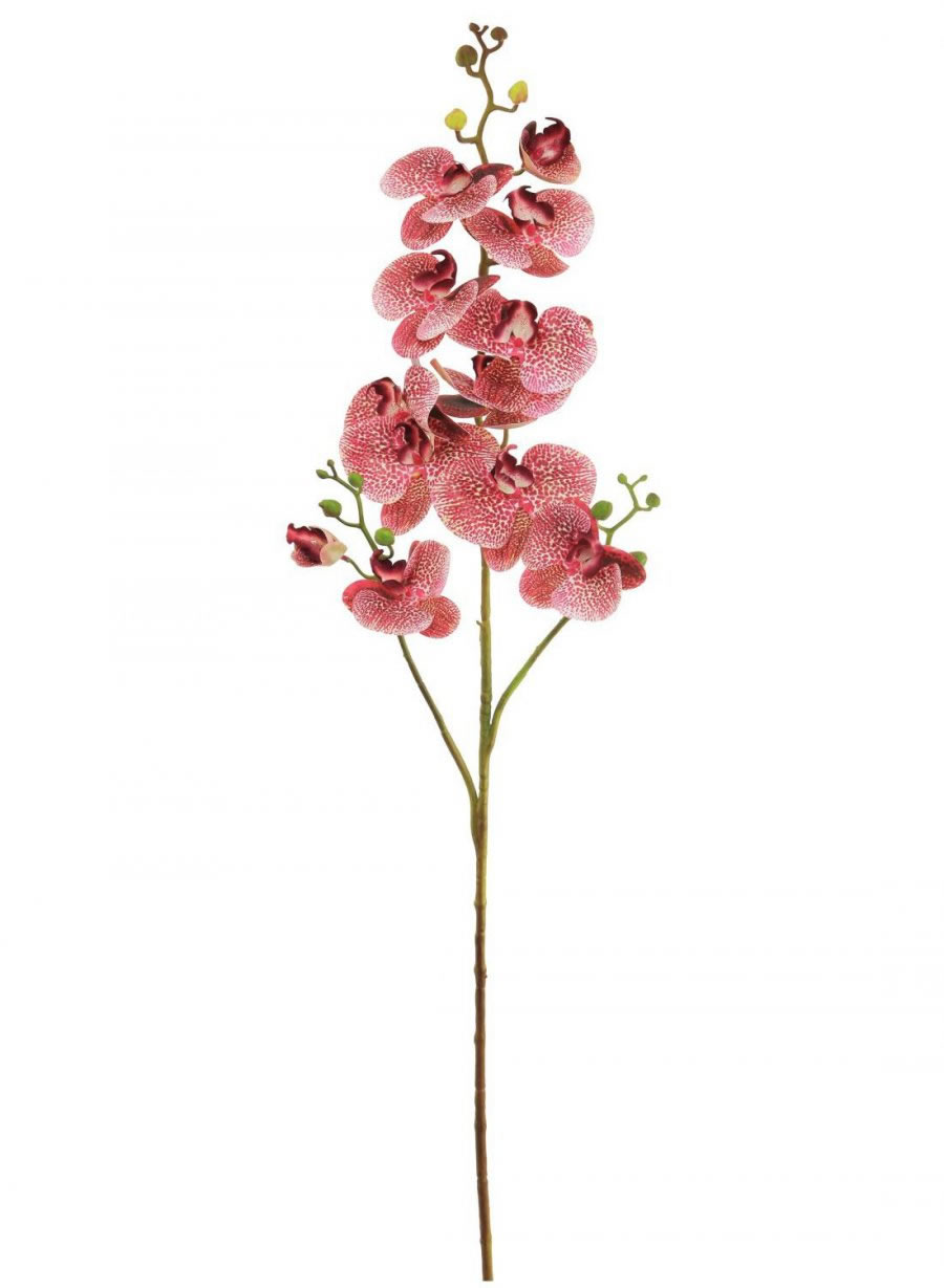 Phalaenopsis Orchid Spray (3 Stems)