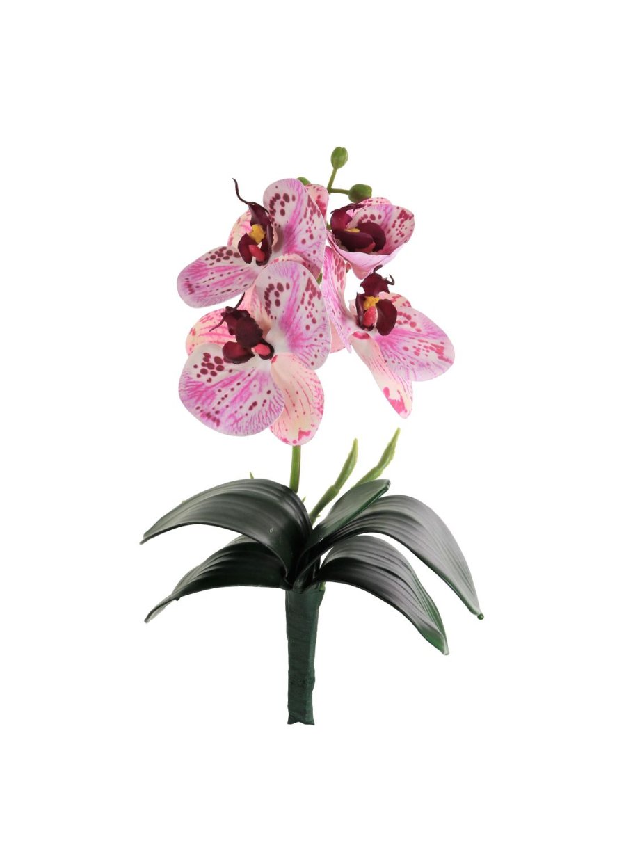 Phalaenopsis Orchid with Leaf