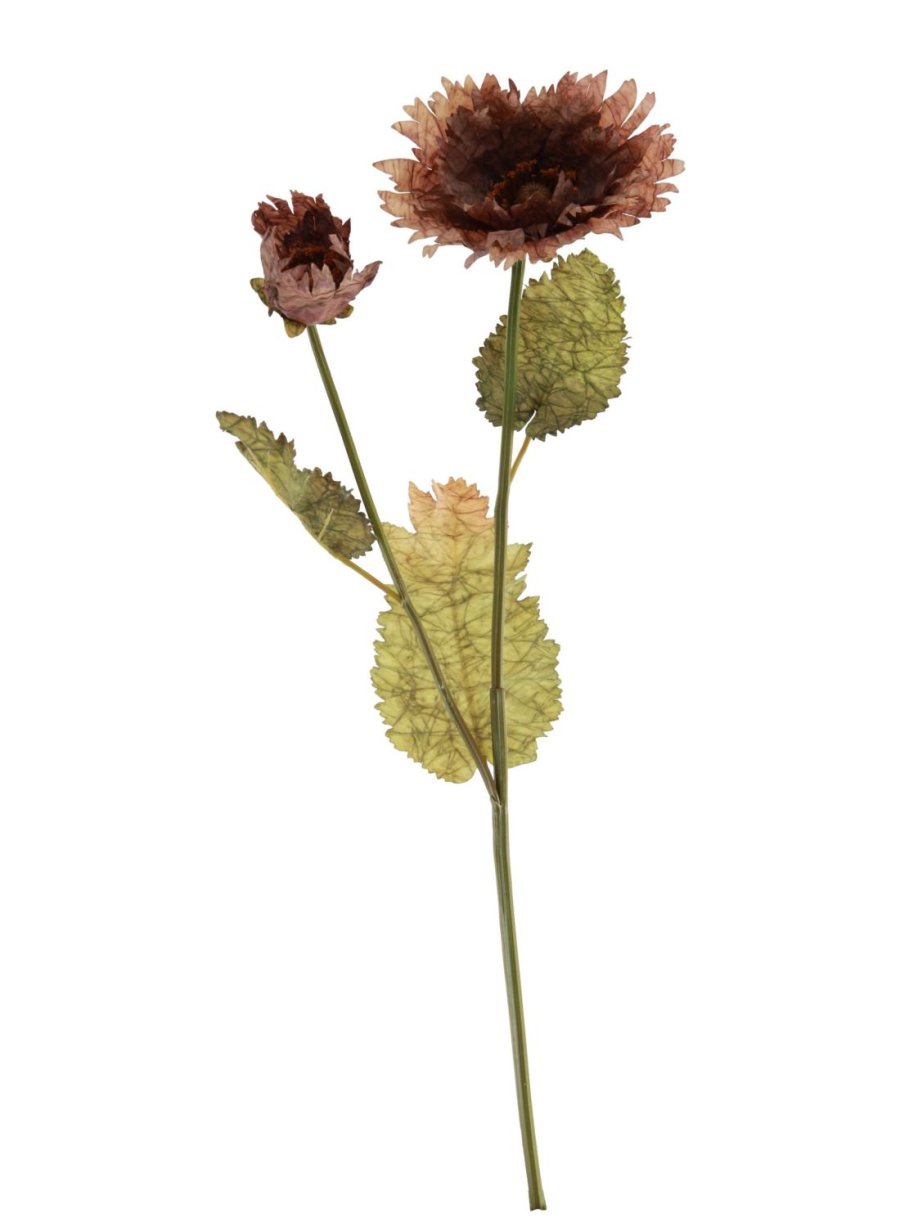 Dried Touch Ruffled Poppy