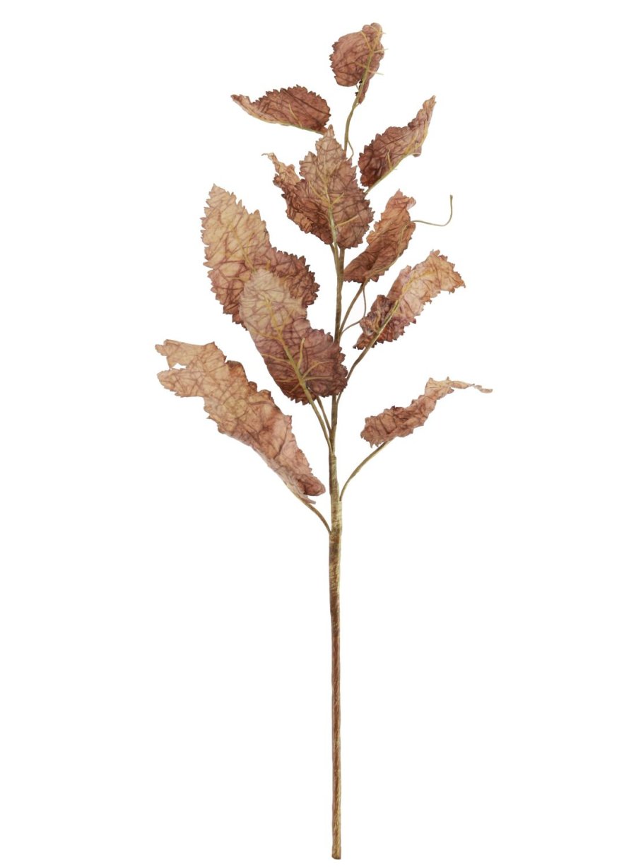 Dried Touch Fall Branch