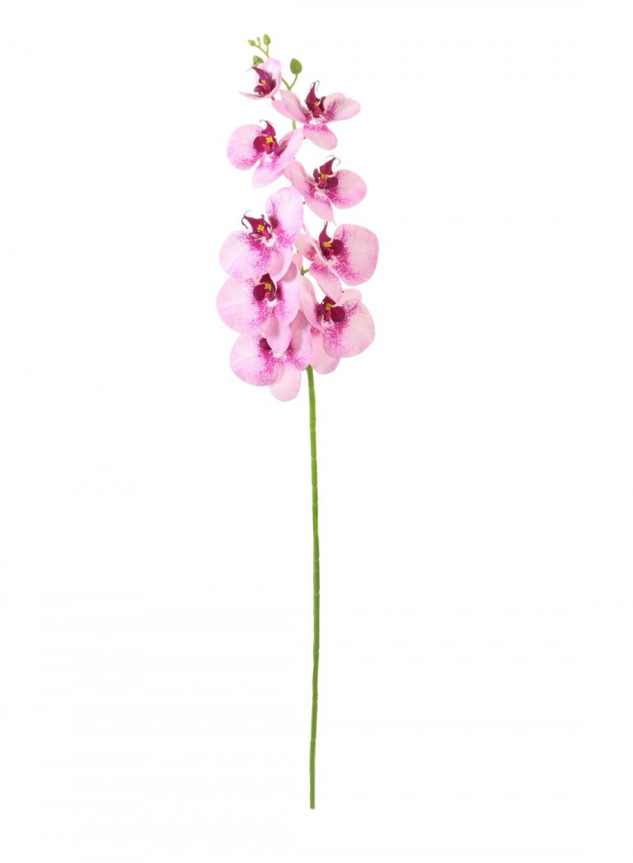 Phalaenopsis Orchid (9 Flower Heads)