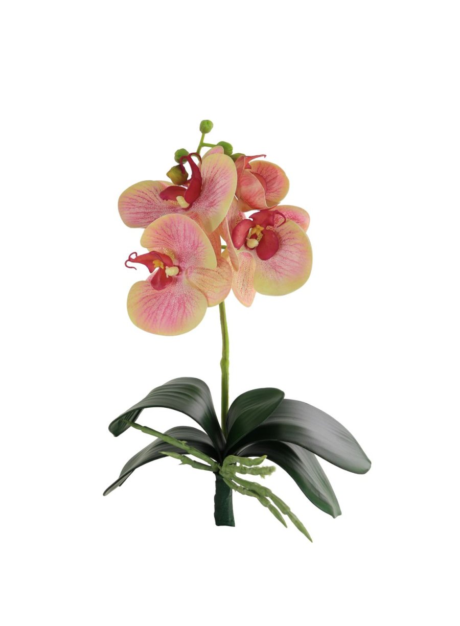 Phalaenopsis Orchid with Leaf