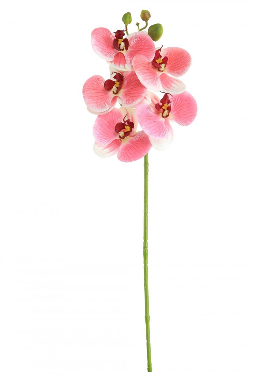 Phalaenopsis Orchid (5 Flower Head)