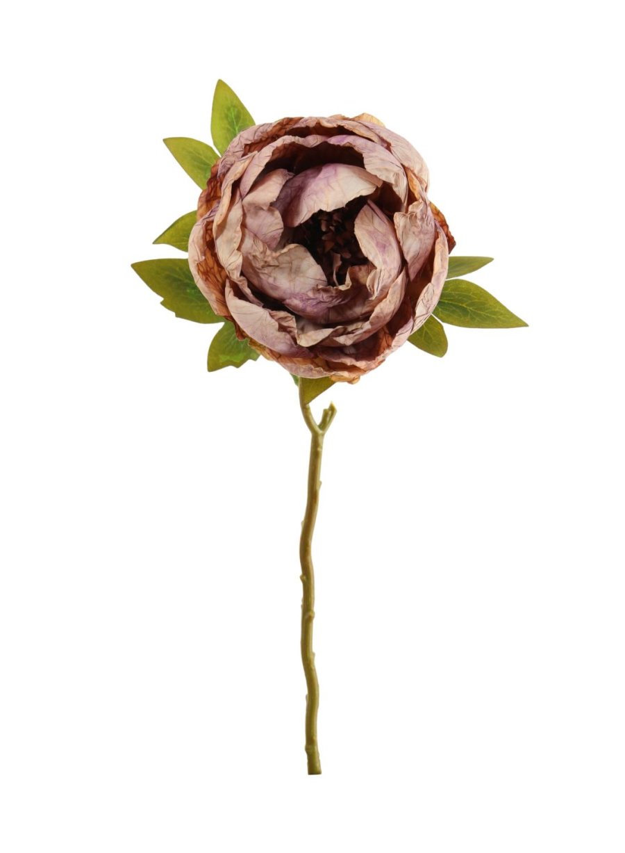 Dried Touch Closed Peony