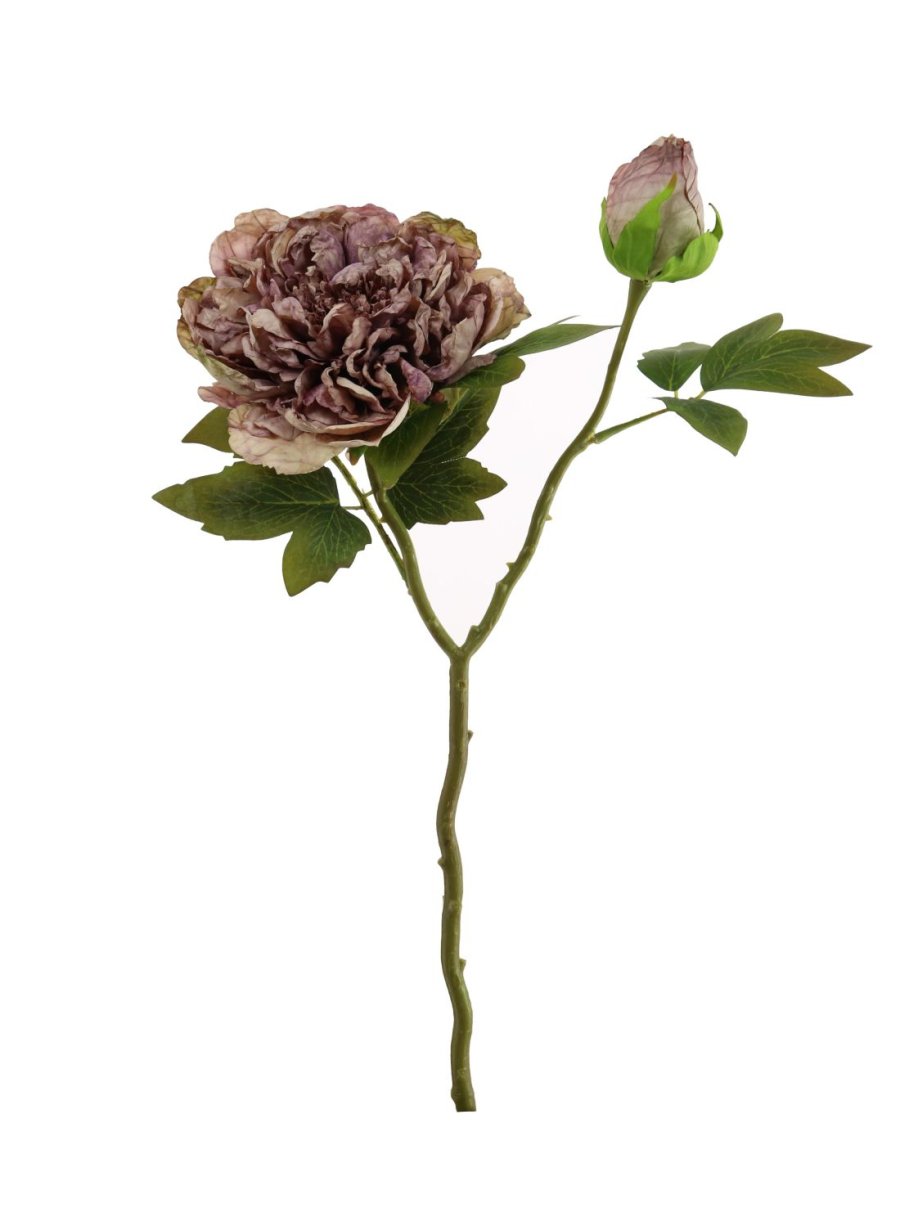 Dried Touch Open Peony