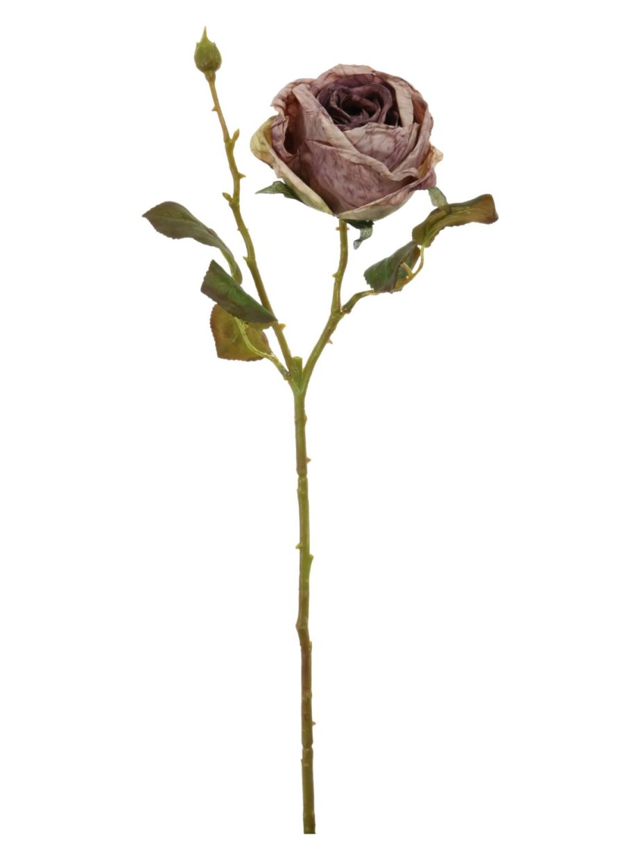 Dried Touch Single Valera Rose