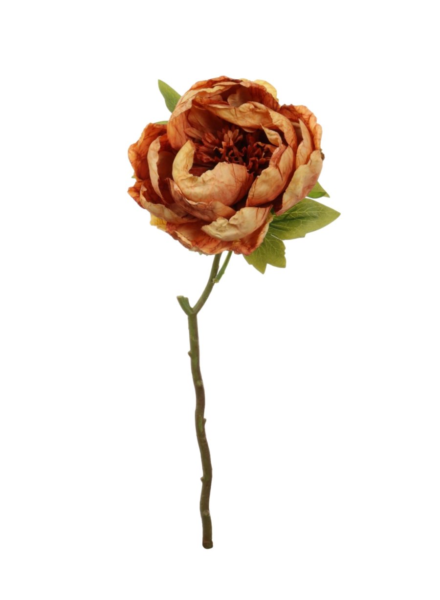 Dried Touch Closed Peony