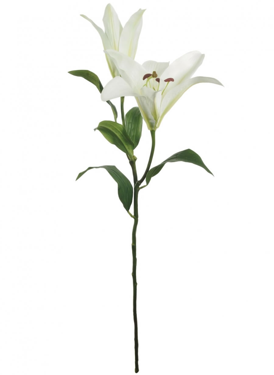 Stargazer Lily - 2 Colours Available