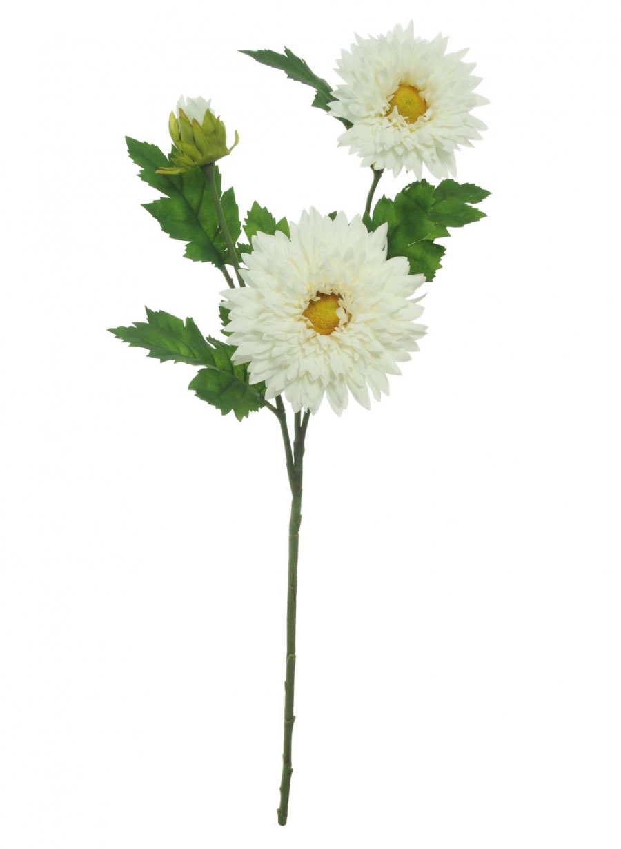 Spikey Gerbera - 2 Colours Available