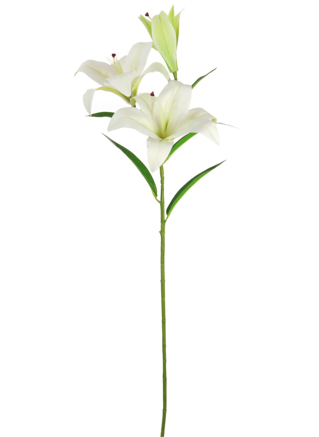 Asiatic Lily (Large)
