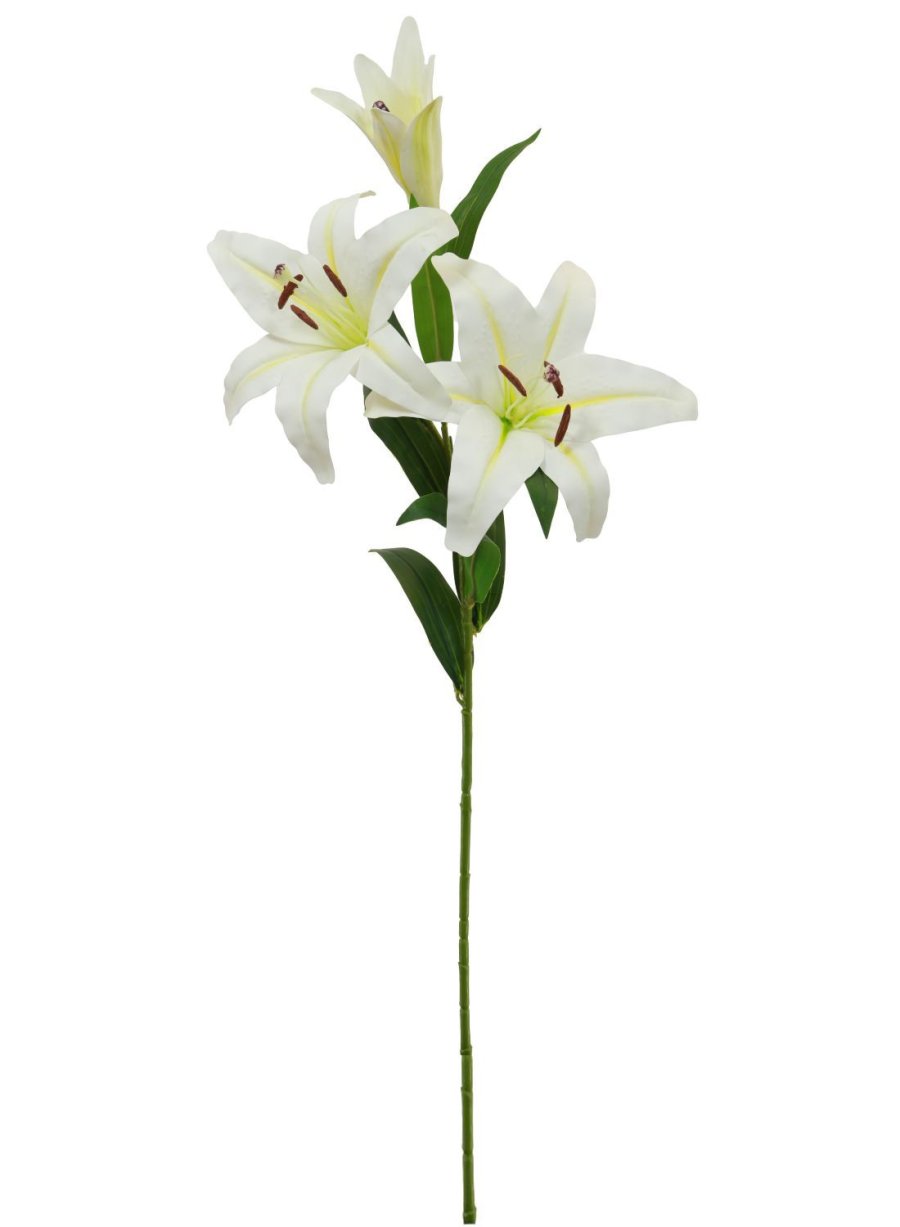 Casa Blanca Lily