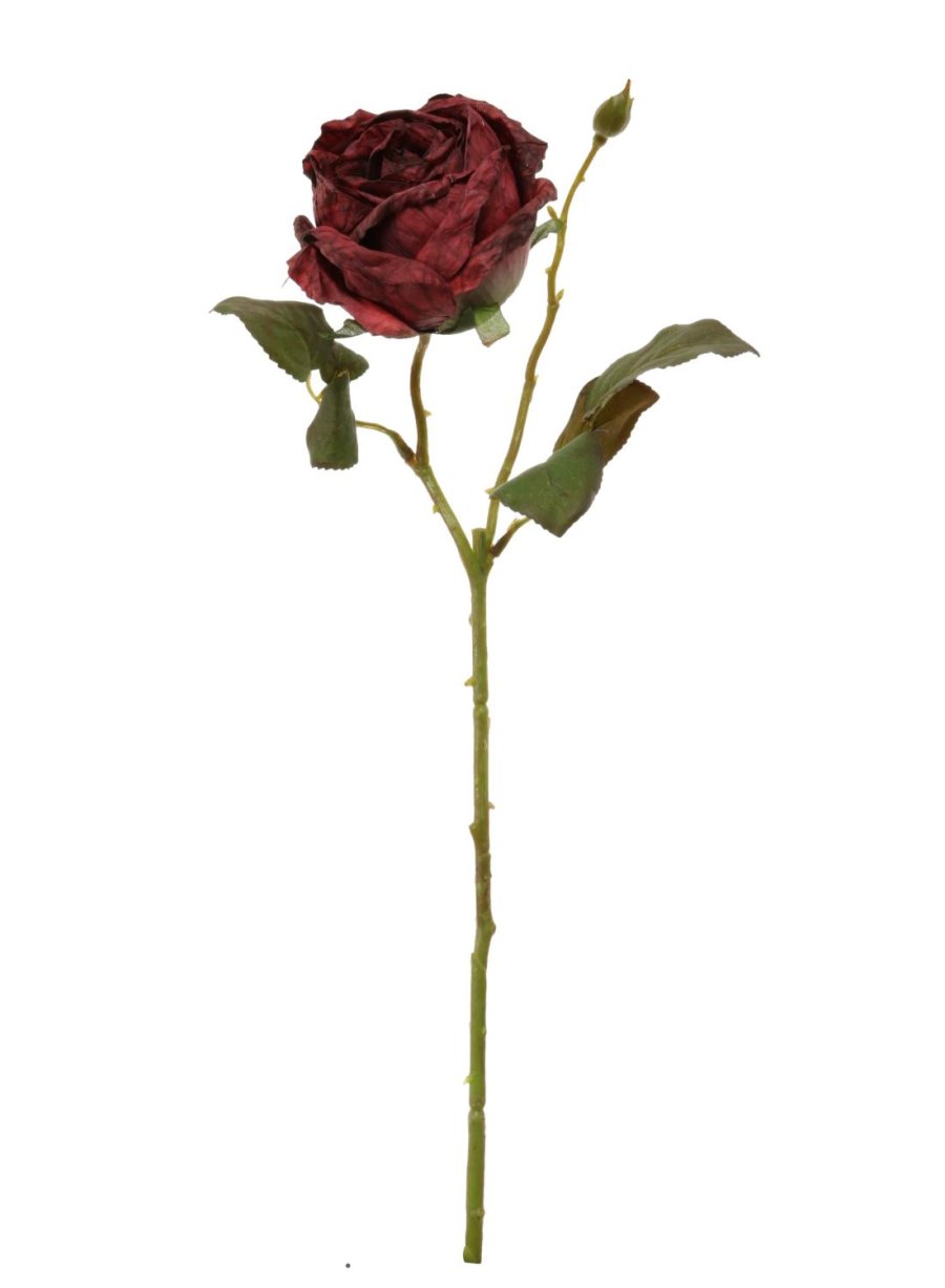 Dried Touch Single Valera Rose