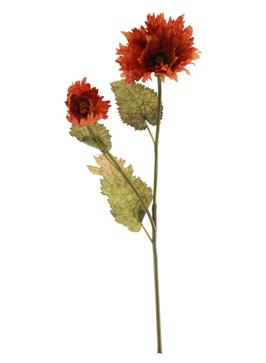 Dried Touch Ruffled Poppy