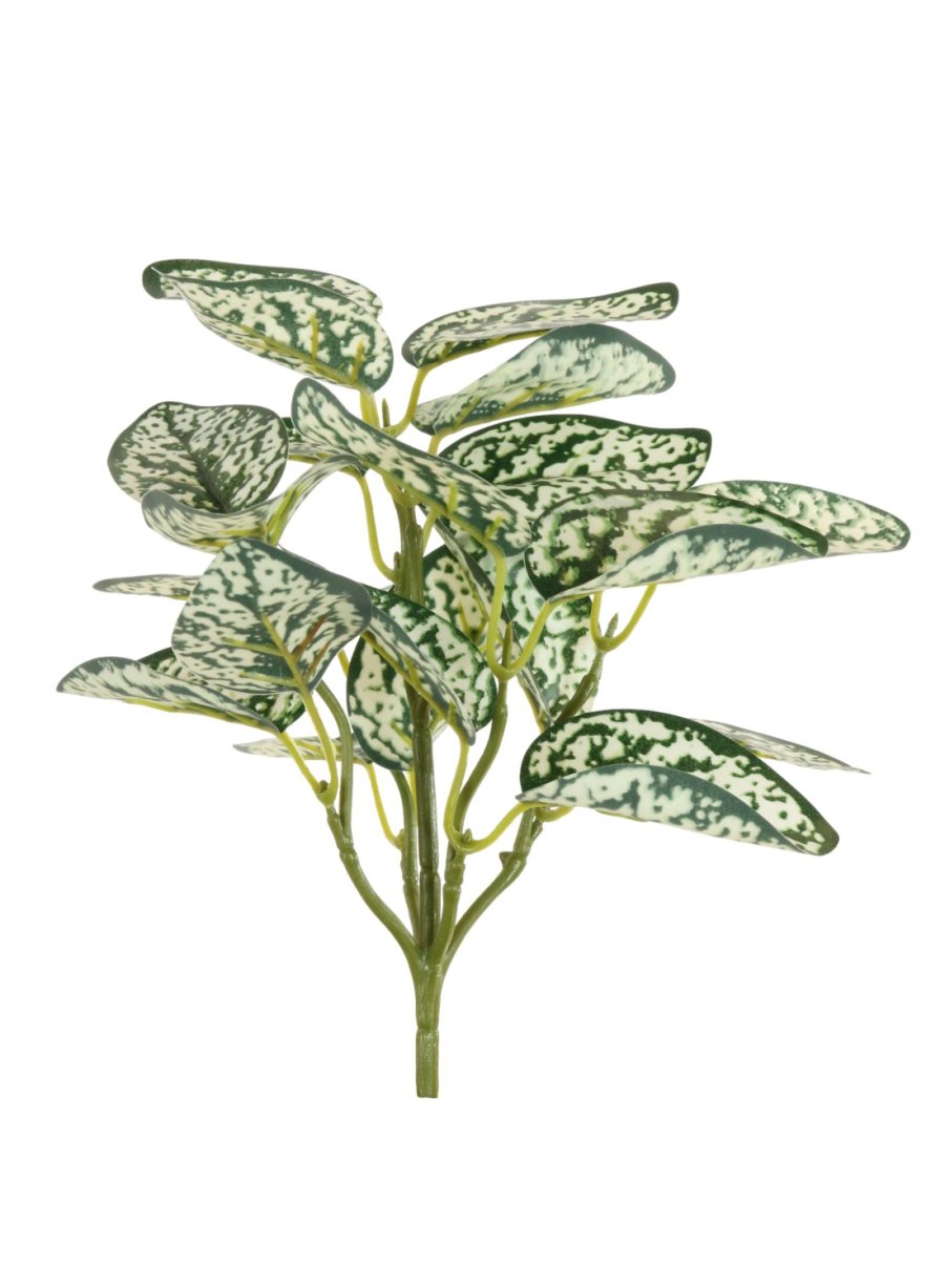 Printed Hypoestes Phyllostachya Bunch (Small)