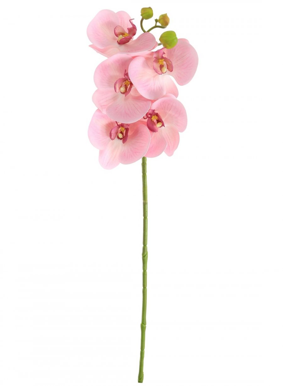 Phalaenopsis Orchid (5 Flower Head)