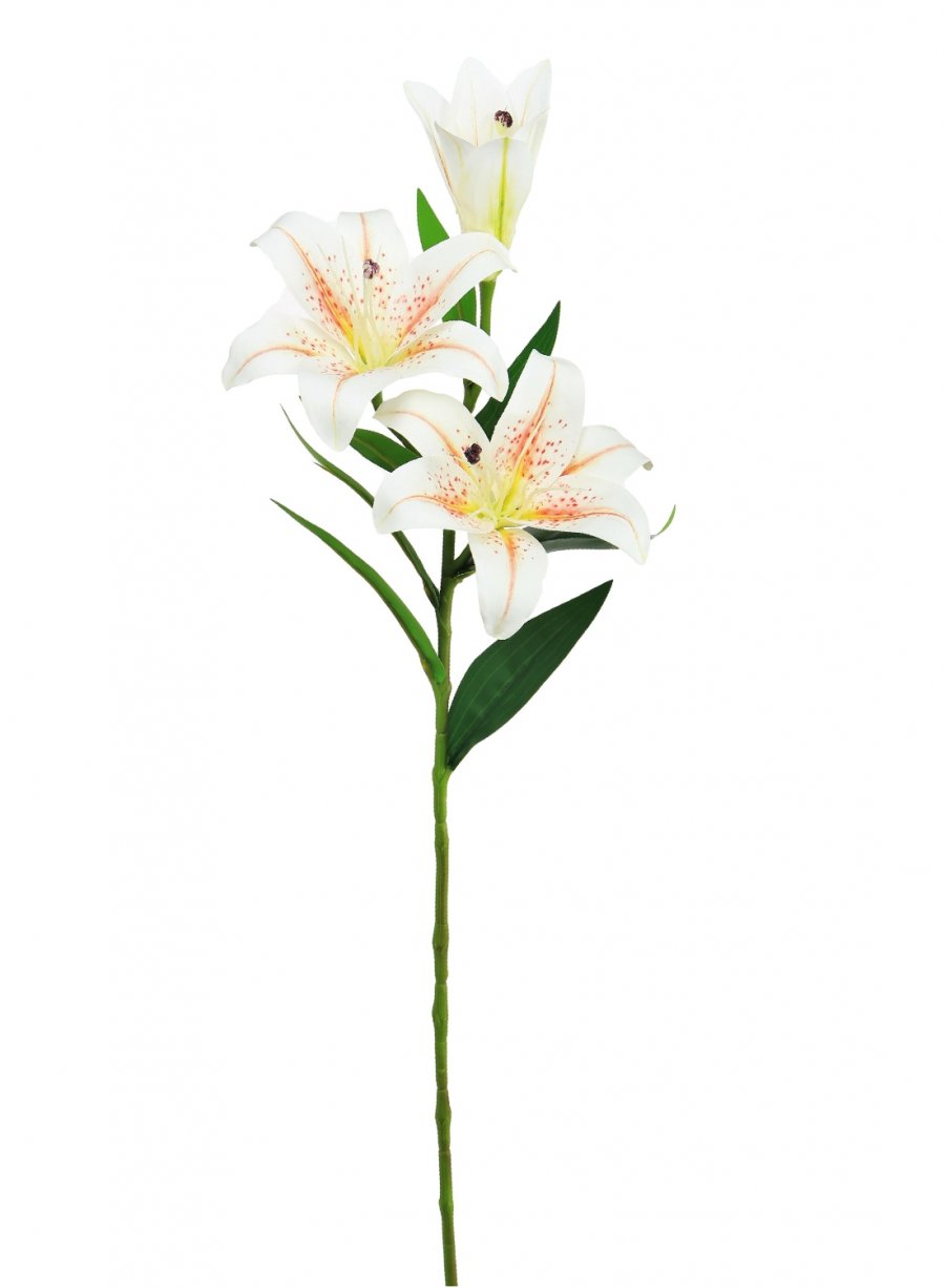 Asiatic Lily (Small)