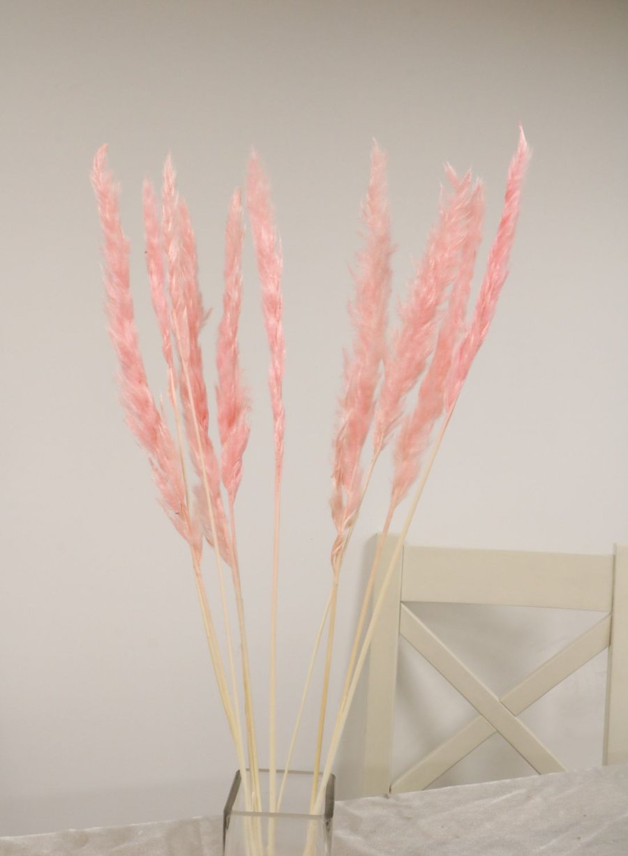 Reed Pampas Bunch (10x stems)