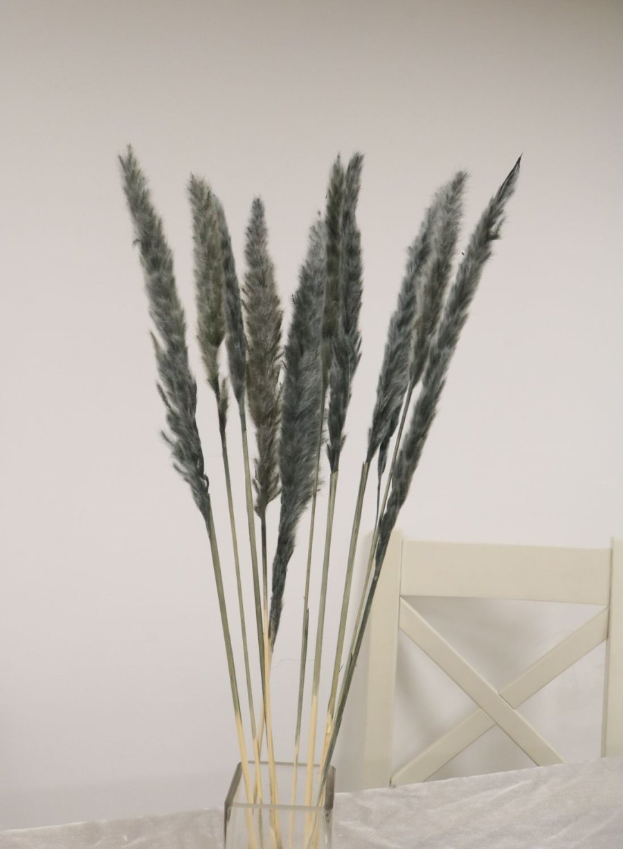 Reed Pampas Bunch (10x stems)