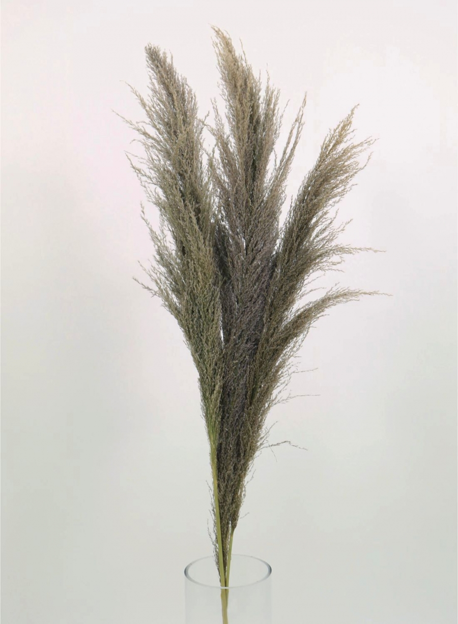 Feather Pampas Bunch (3x Stems / Extra Tall)