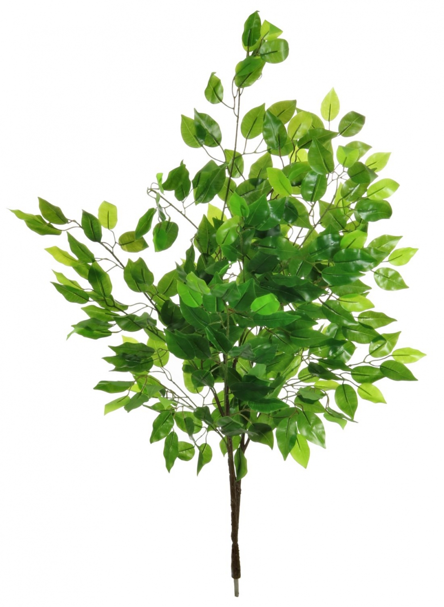 Ficus Leaf Branch
