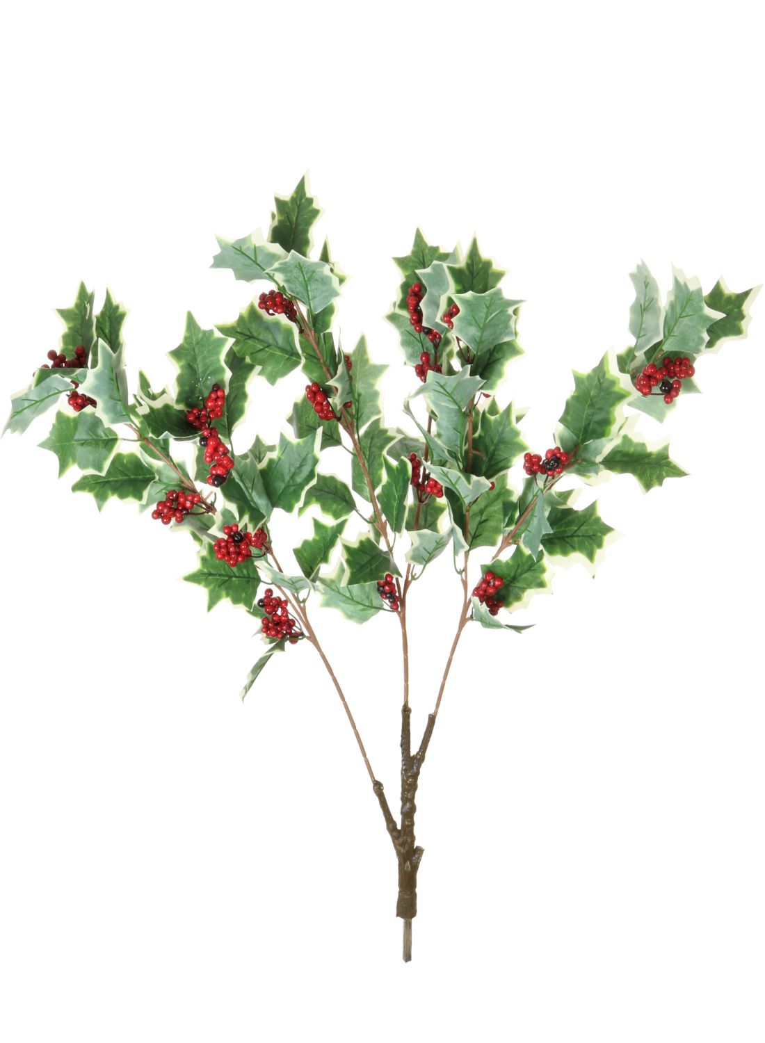 Variegated Holly & Berry Branch