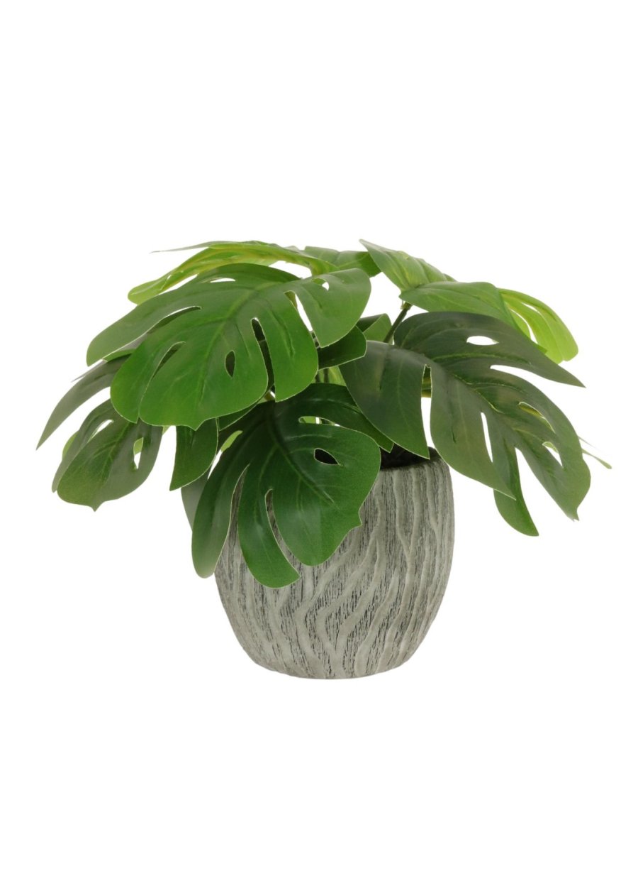 Potted Monstera Arrangement (Small)