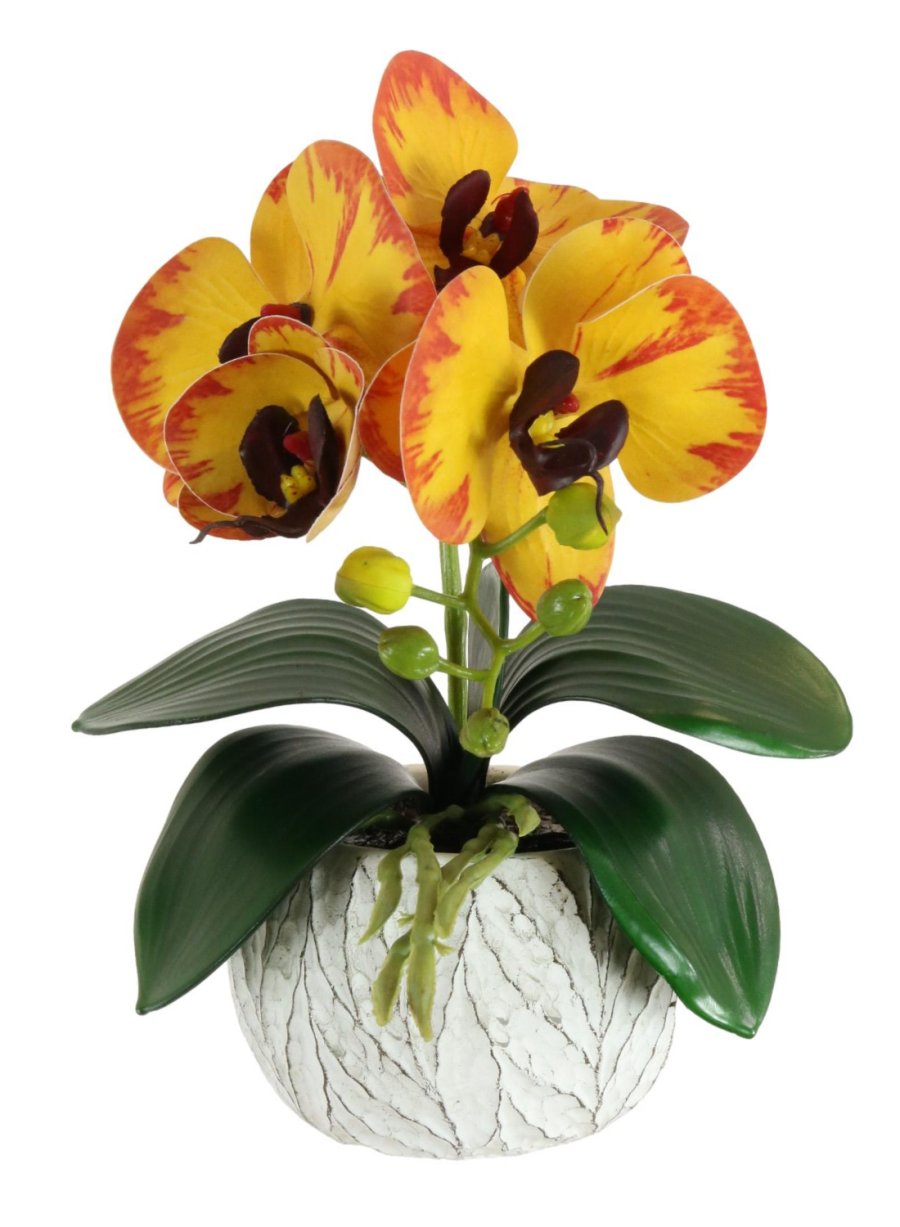 Mini Phalaenopsis Arrangement