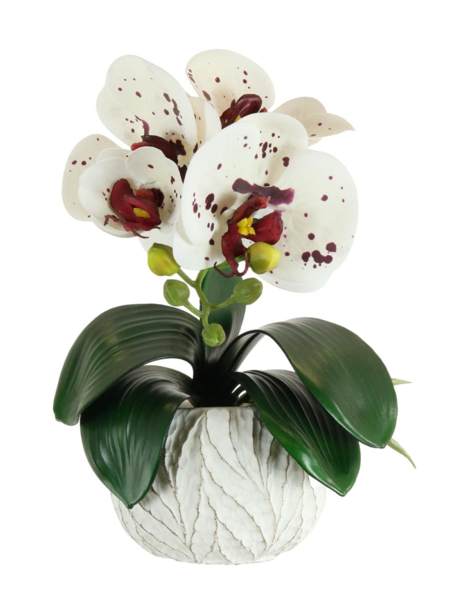 Mini Phalaenopsis Arrangement