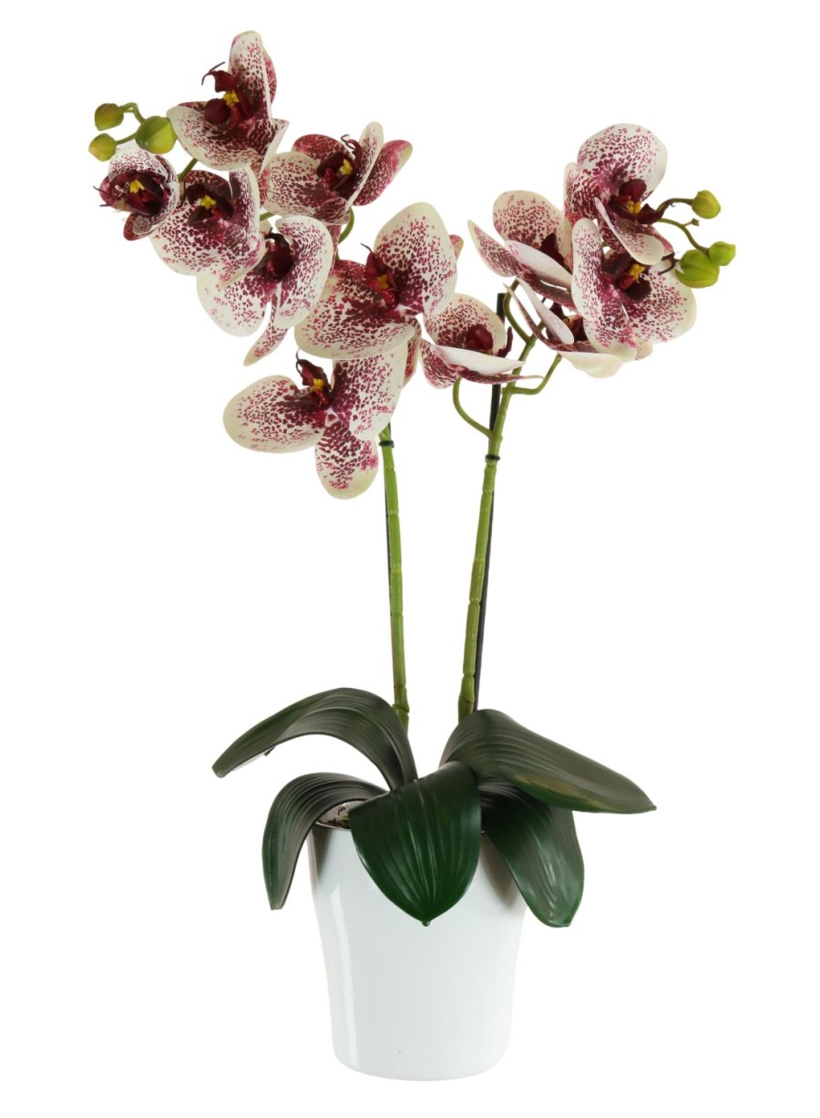 Phalaenopsis Arrangement