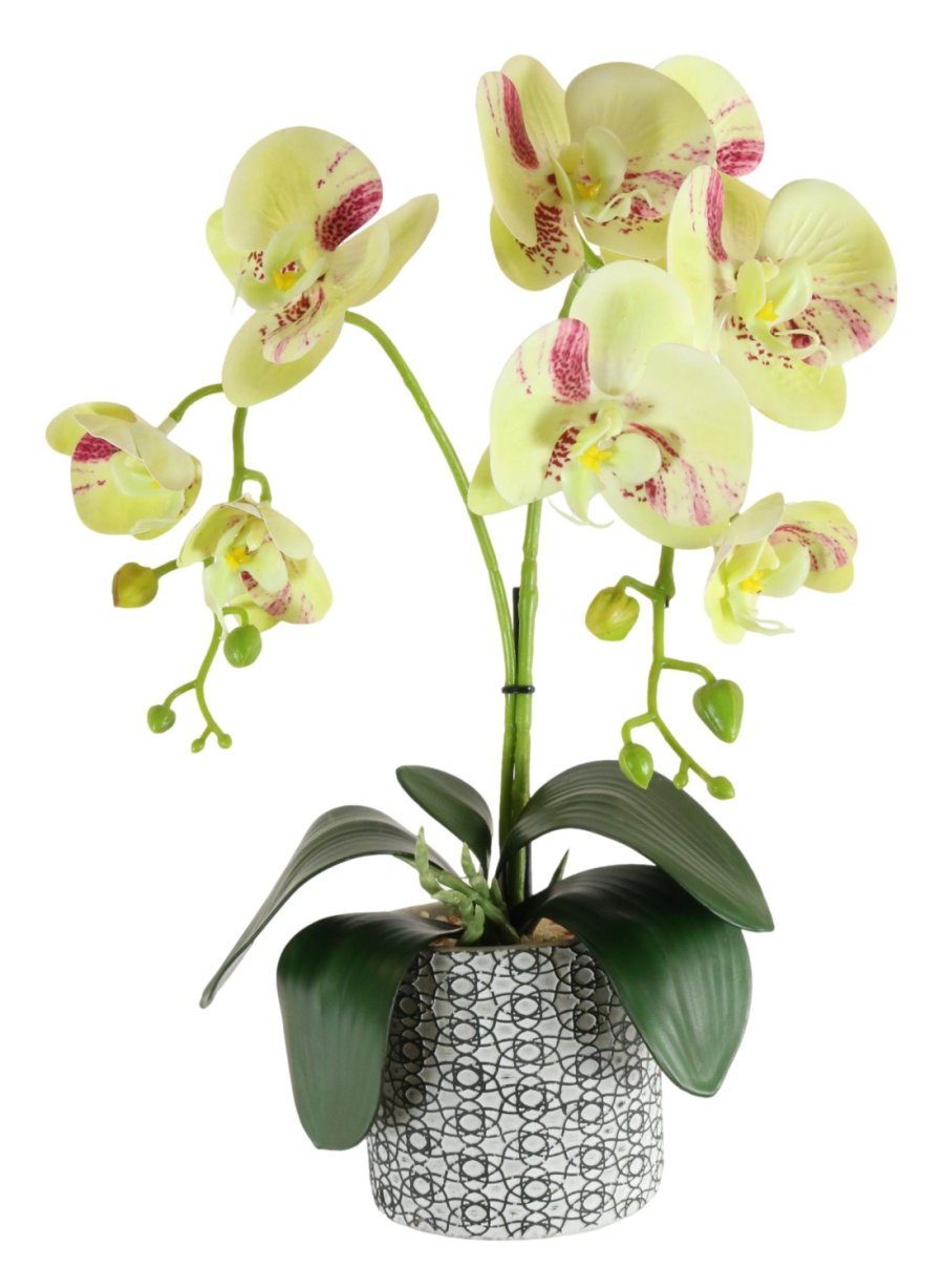 Phalaenopsis Arrangement (2 Stem)