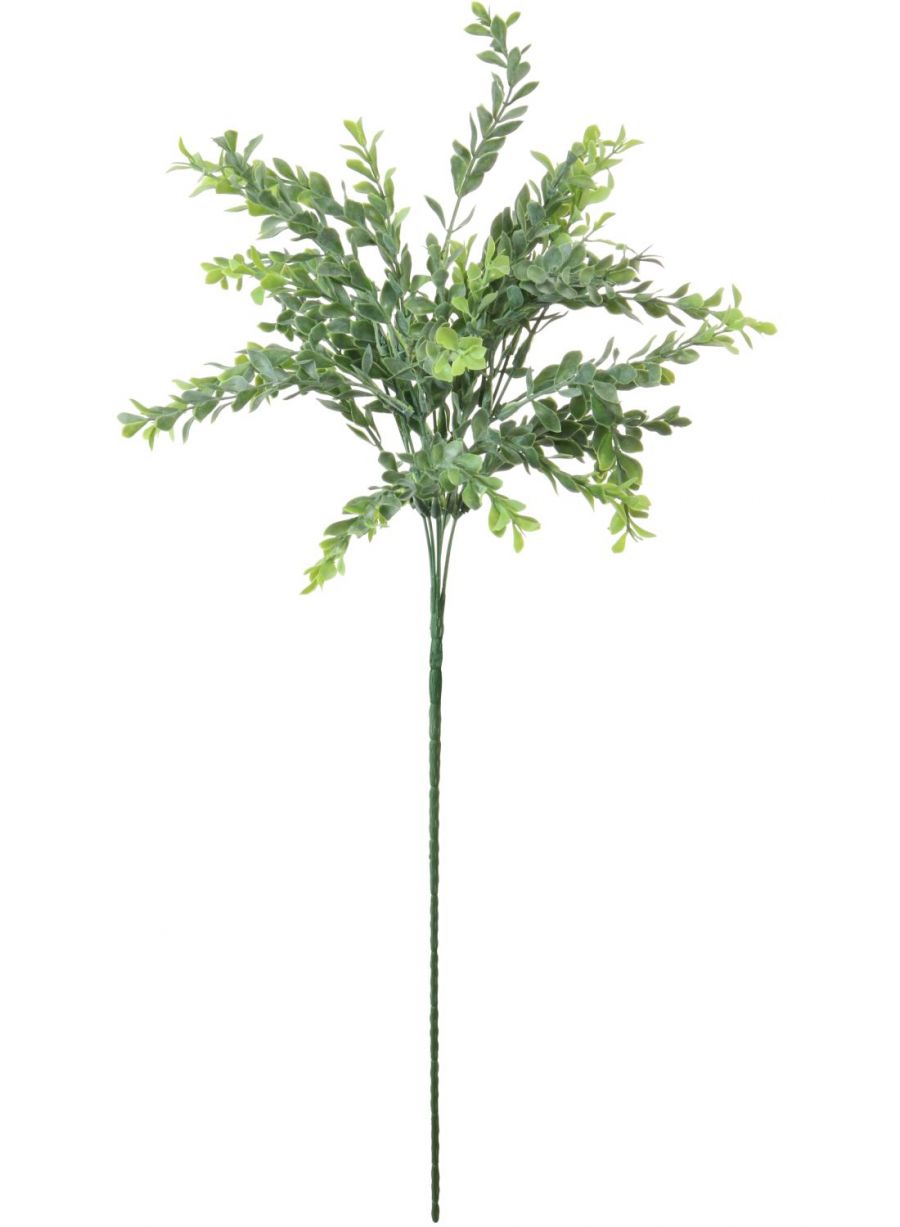 Parvifolia