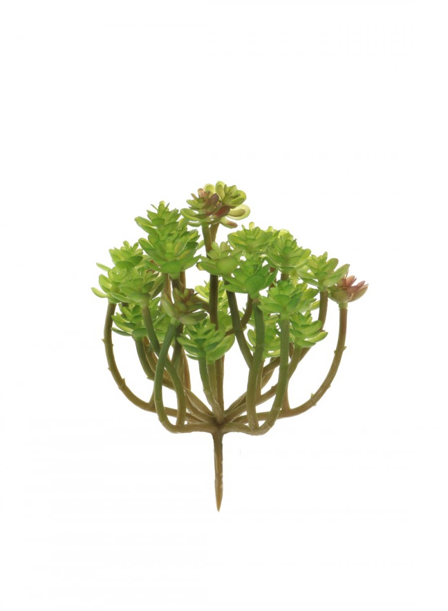 Clavatum Succulent