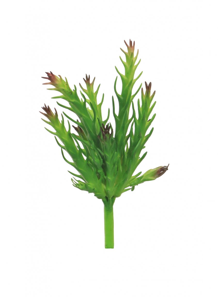 Calbo Succulent 