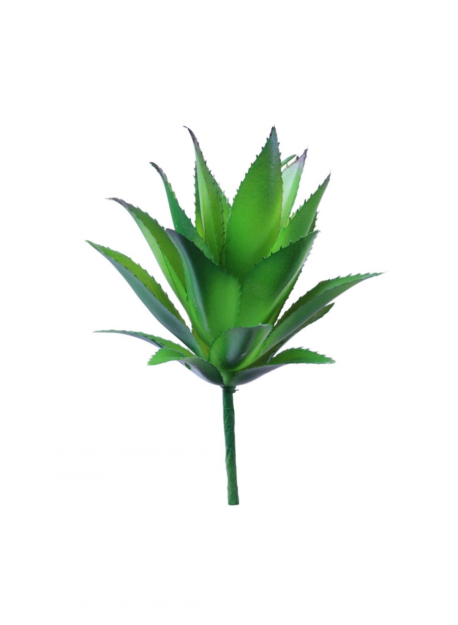Spikey Succulent