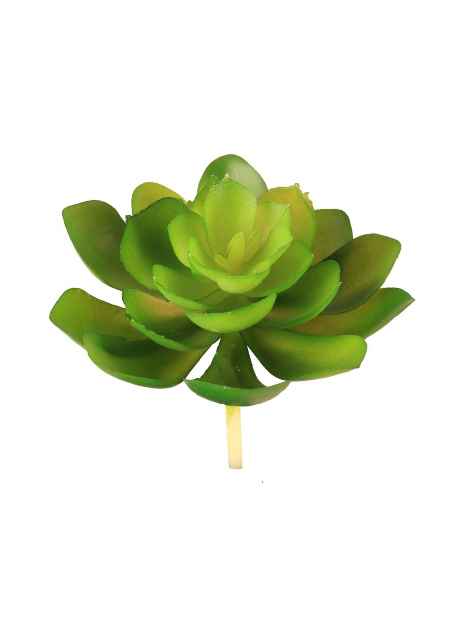 Lilypad Succulent