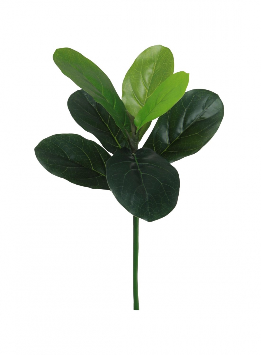 Tropical Ficus Plant (Small)
