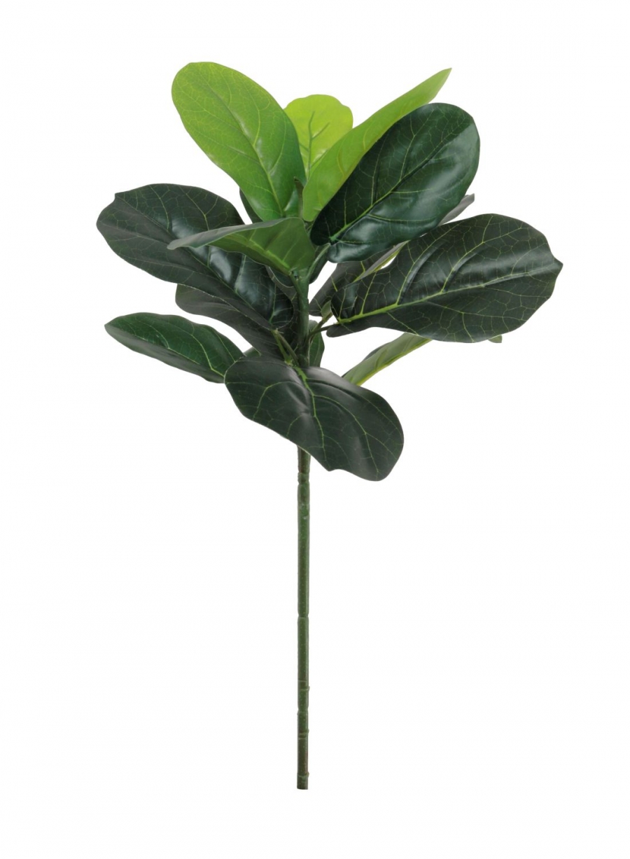 Tropical Ficus Plant (Large)