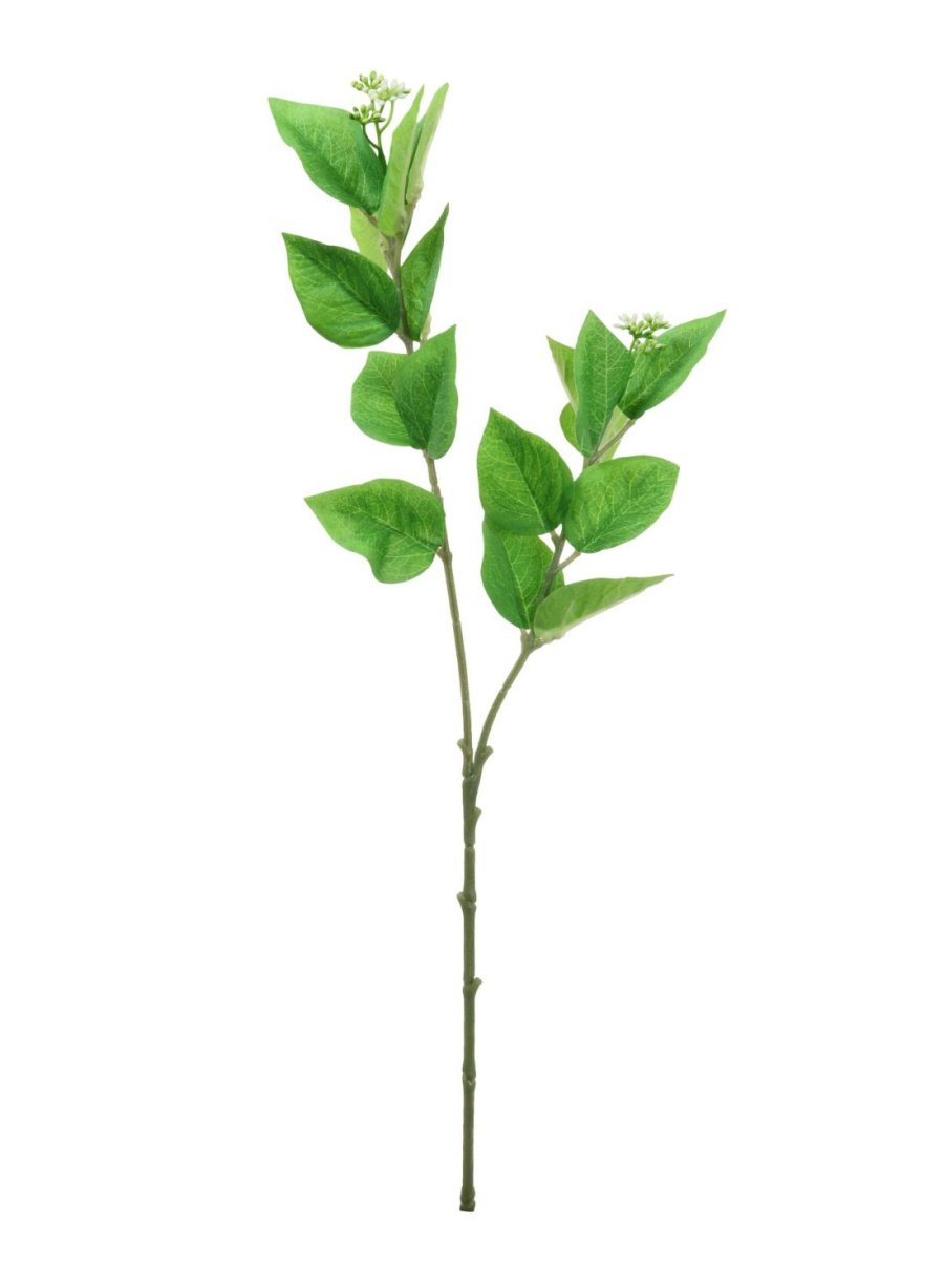 Viburnum leaf Stem