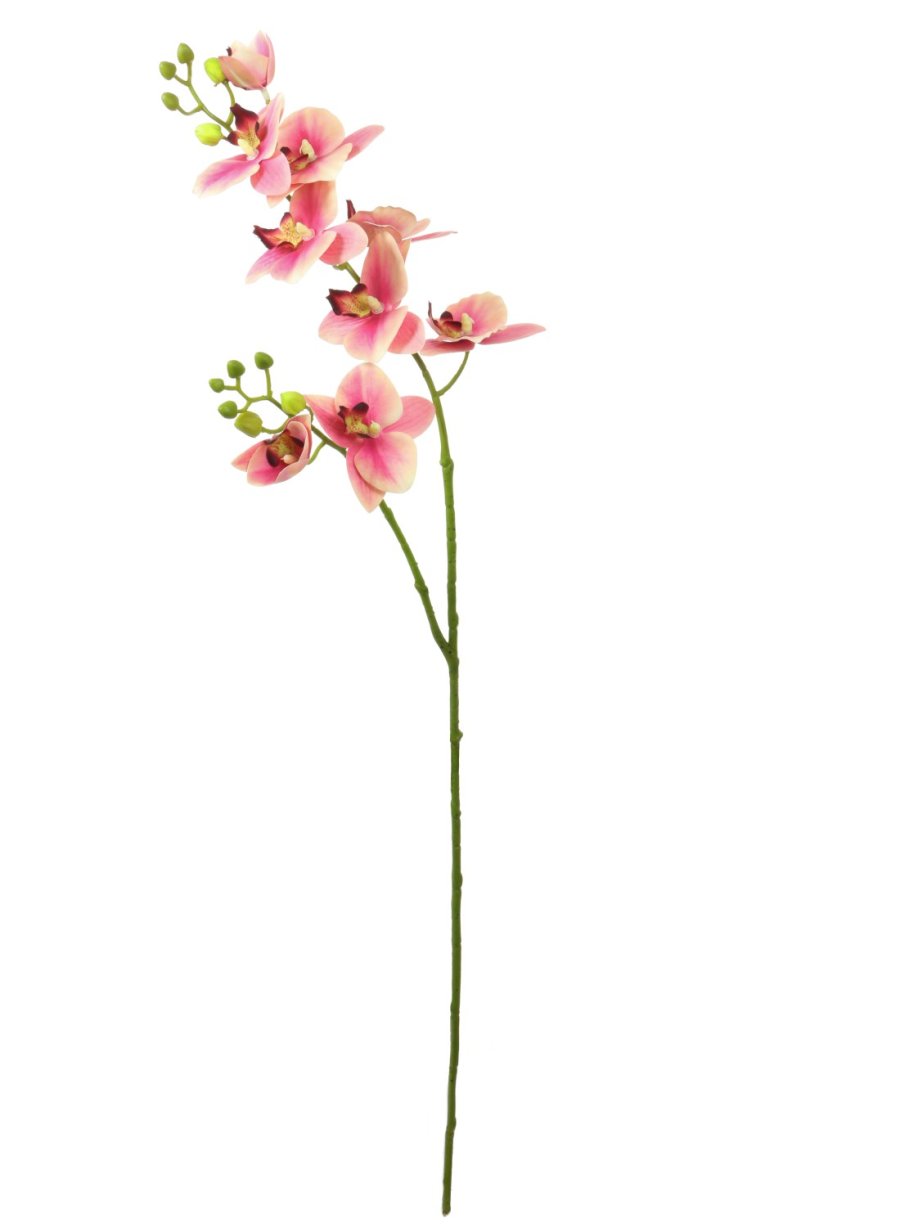Phalaenopsis Orchid Spray (2 Stems)