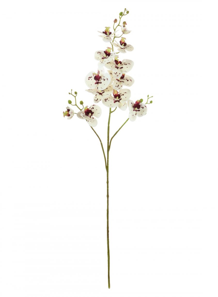 Phalaenopsis Orchid Spray (3 Stems)