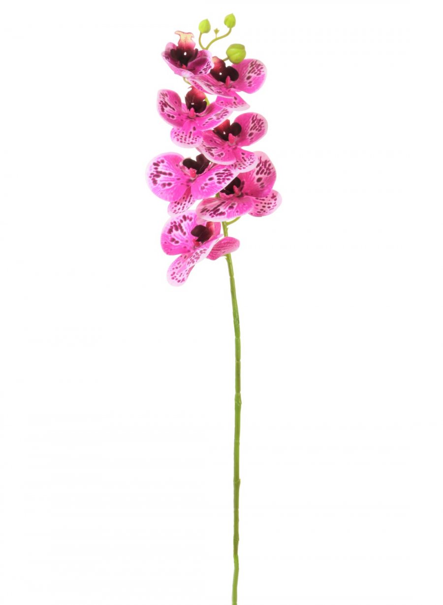 Phalaenopsis Orchid (7 Flower Heads)