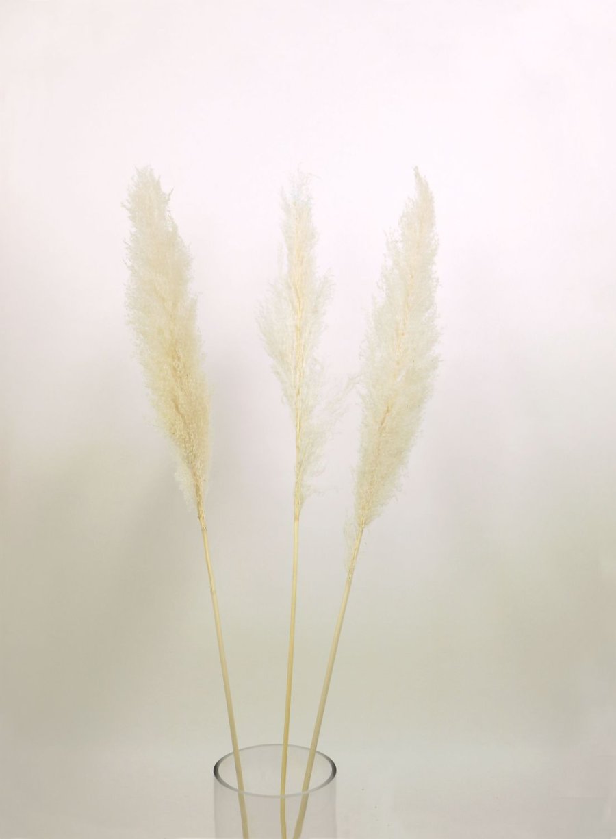 Pampas Bunch (Extra Tall / 3x Stems)