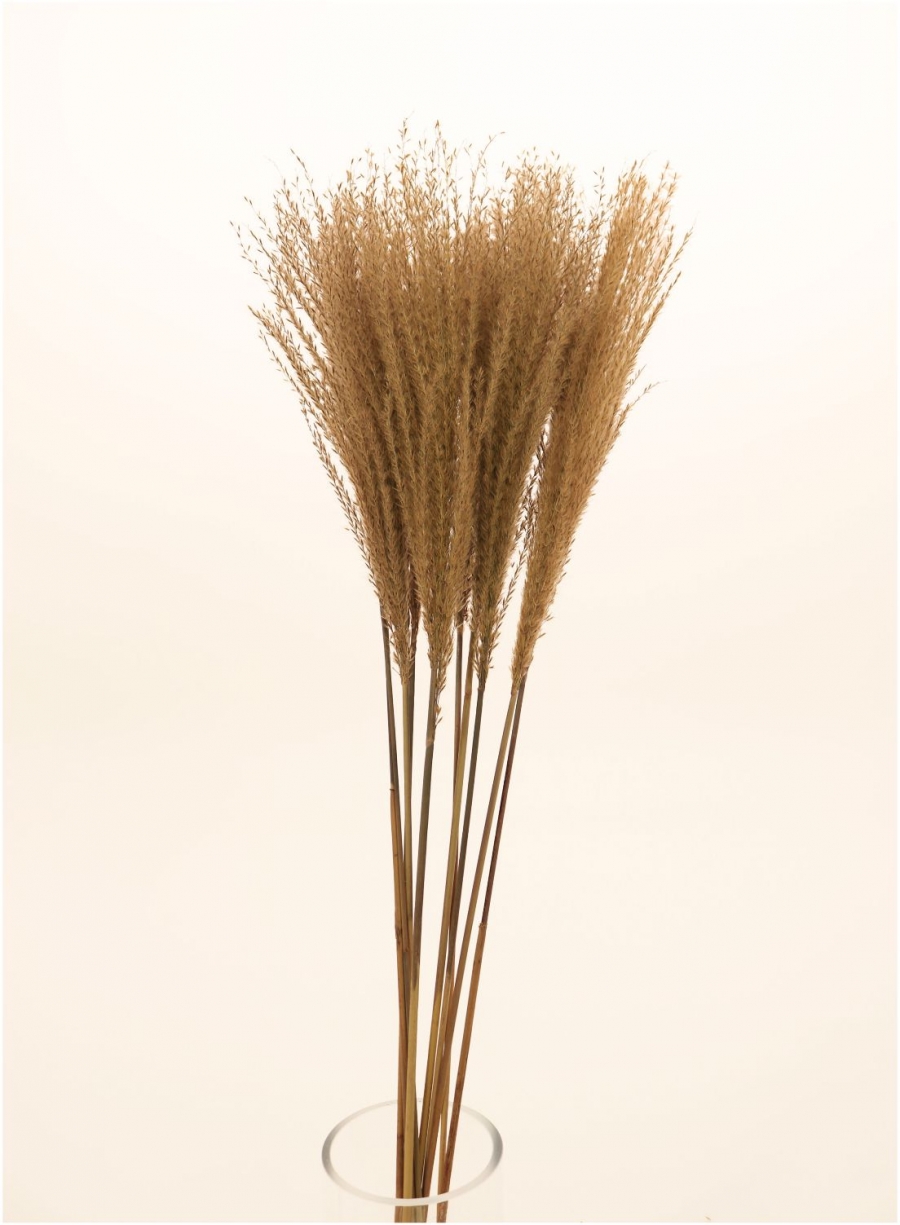 Feather Pampas Bunch (10x Stems)