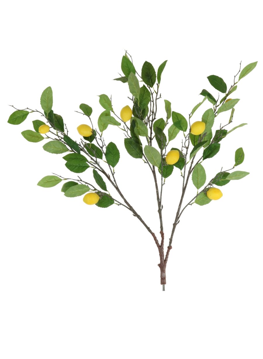 Lemon Branch